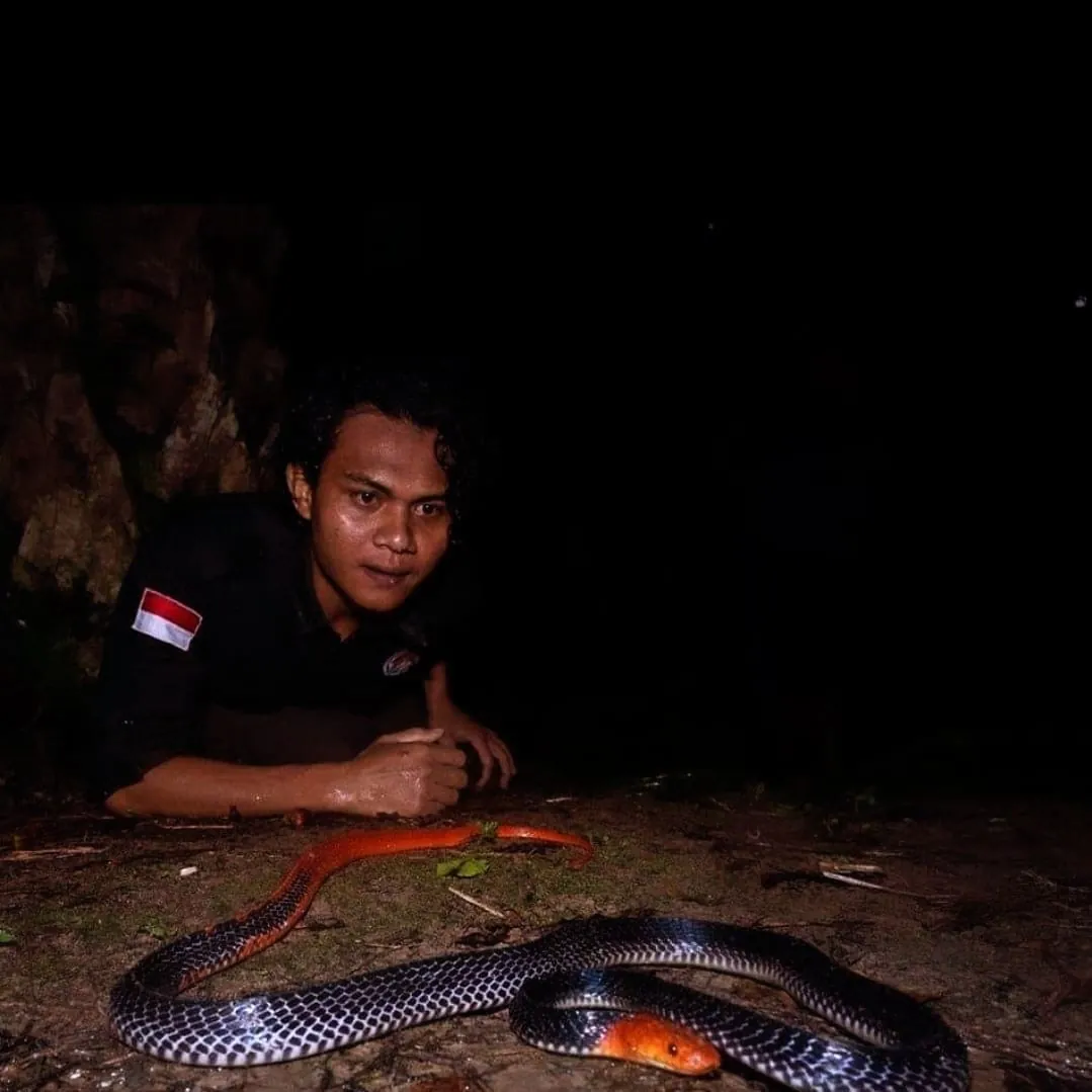 Snake found on a night walk