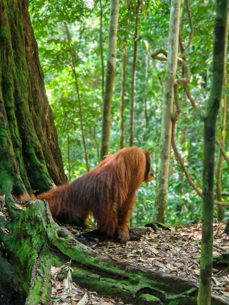 Orangutan walking on the forest floor