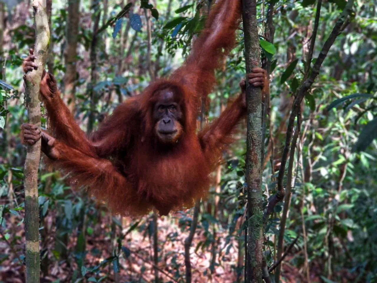 Wild Sumatran orangutan hanging in the forest