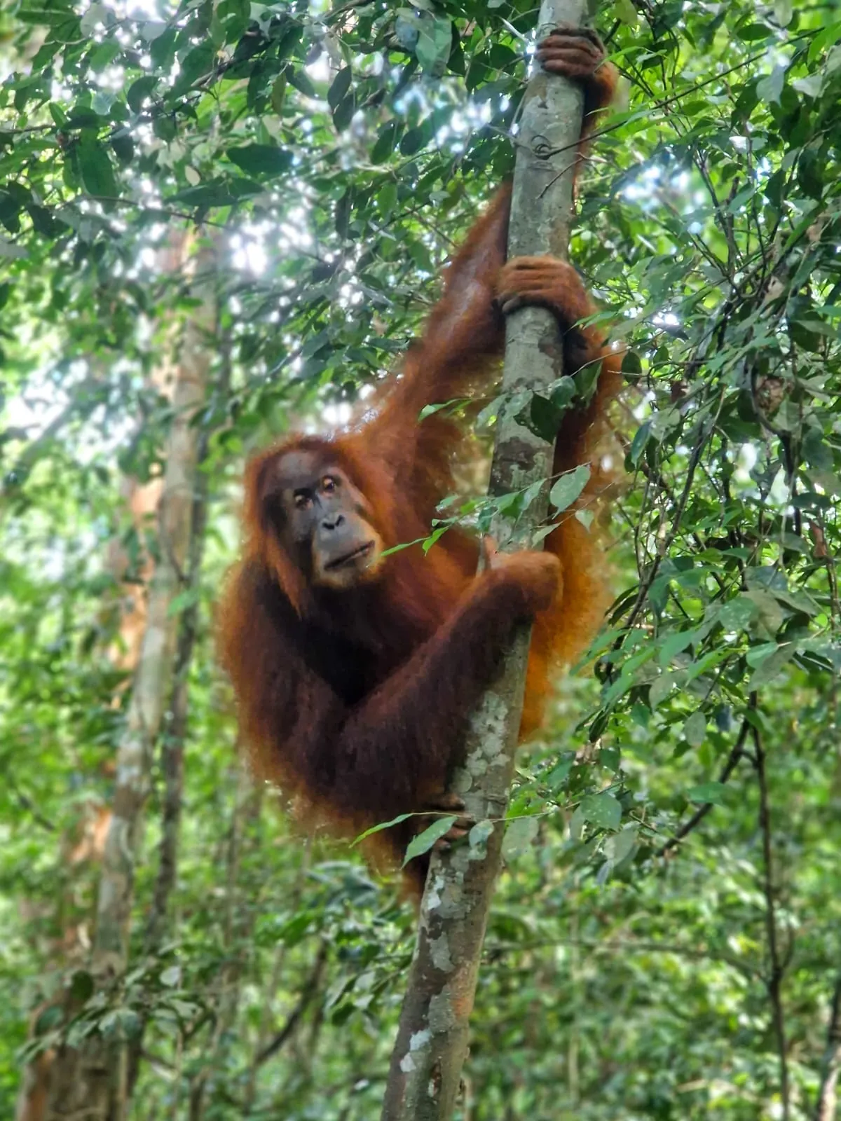 Moment in the jungle