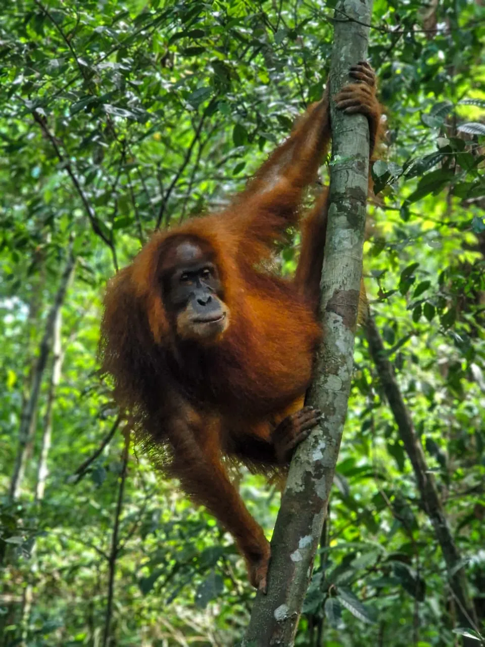 Moment in the jungle